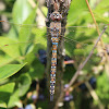 Blue-eyed Darner-female