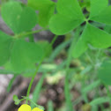 Wood Sorrel