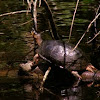 Black mud Turtle 