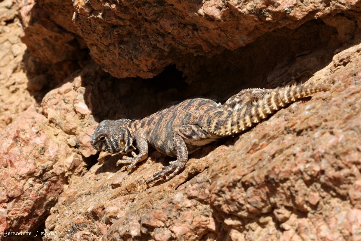 Ornate Dabb Lizard (Female)