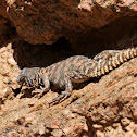Ornate Dabb Lizard (Female)
