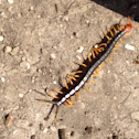 Red-headed centipede