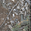 Unknown animal bones, weathered and shattered