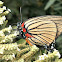 Black-veined Hairstreak