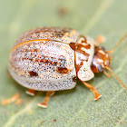 Tortoise leaf beetle