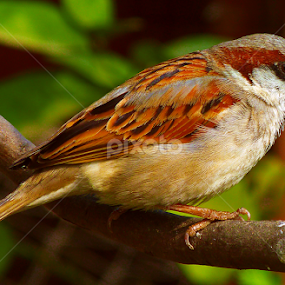 sitting......... by Bikash Roy - Animals Birds