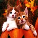 3D cute cat 12 logo
