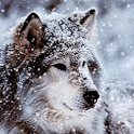Wonderful Wolf Live Wallpaper logo