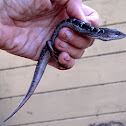 San Diego Alligator Lizard
