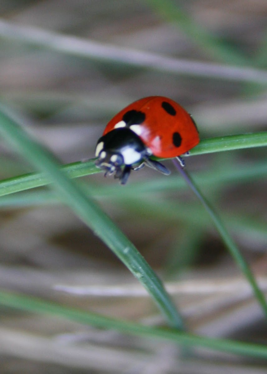 7 Spot Ladybird