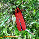 Netwing beetle