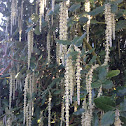 Silk Tassel bush