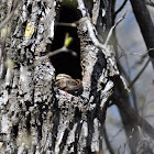 Yellow Rat Snake