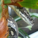 Carpet python