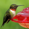 Ruby-throated Hummingbird