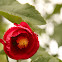 Red Hibiscus