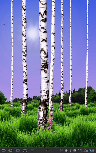 Birch Wood Live Wallpaper v1.00 APK