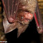 Schneider's leaf-nosed bat