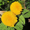 Double Shine Sunflowers