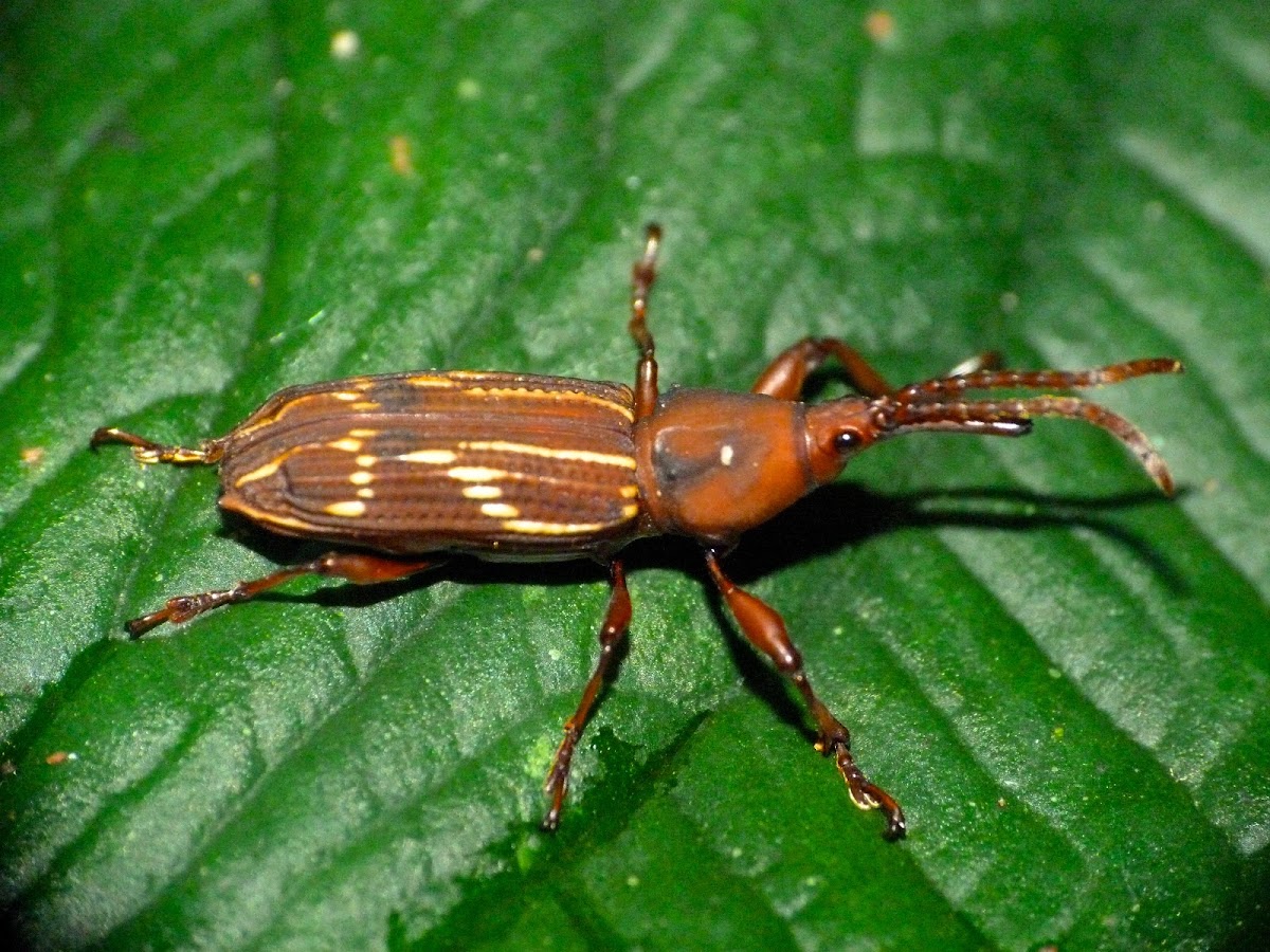 Straight-snouted weevil