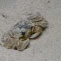 Atlantic Ghost Crab