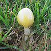 Bolbitius vitellinus Mushroom