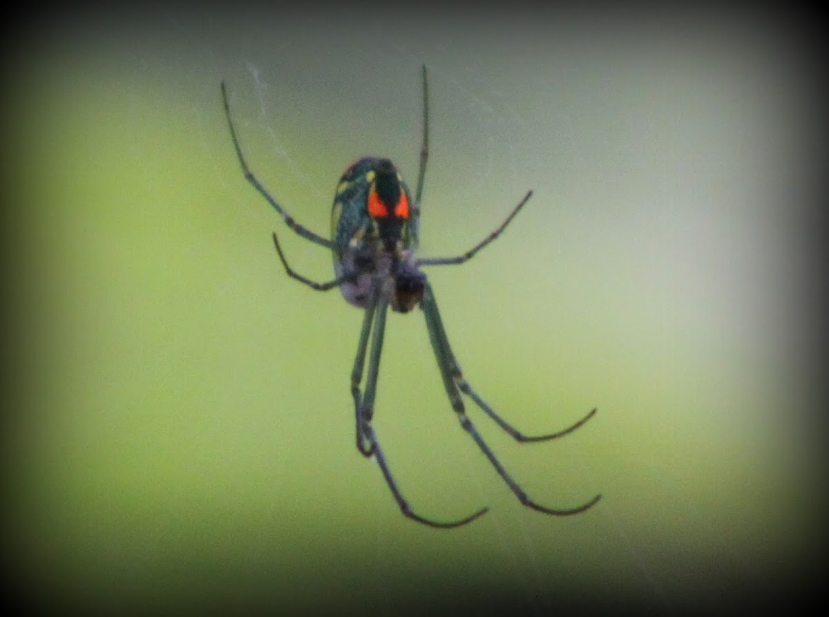 Venusta Orchard Spider