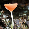 Wine Glass Fungi