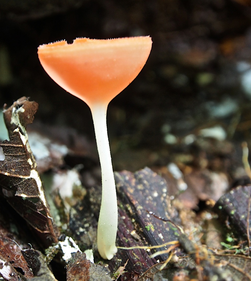 Wine Glass Fungi
