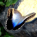 Caligo eurilochus brasiliensis, mariposa buho, Owl butterfly, borboleta