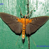 Crambid moth