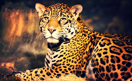 免費下載個人化APP|Leopard Live Wallpaper app開箱文|APP開箱王