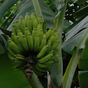 Apple Banana Tree