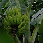 Apple Banana Tree