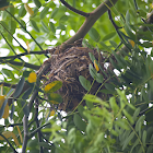 Black-Naped Oriole Nest