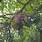 Black-Naped Oriole Nest