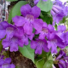 Purple Flowers ( Unknown )