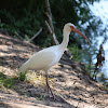 American White Ibis