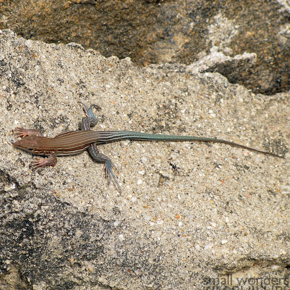 Whiptail lizard Project Noah