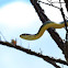 Eastern Yellow Bellied Racer