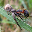Tmarus crab spider eating an ant