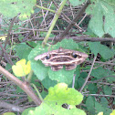 Owlet Moth