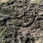 Vole tunnels (made under a snow drift)