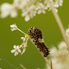 Black Swallowtail Caterpillar