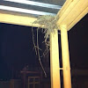 Cape Sparrow nest
