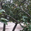 Common apple tree