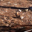 Desert cottontail