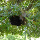 Staghorn plant