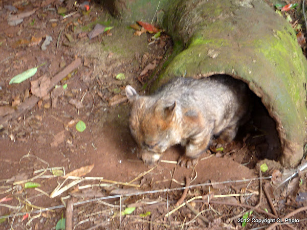 Northern Hairy-nosed Wombat | Project Noah