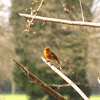 common robin